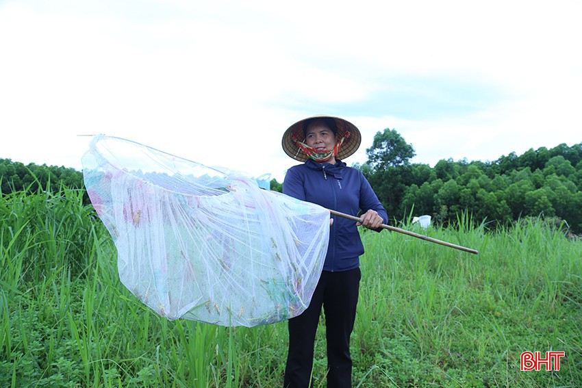 Khuyến khích người dân đẩy mạnh bắt thủ công châu chấu để làm thức ăn chăn nuôi, làm phân bón…