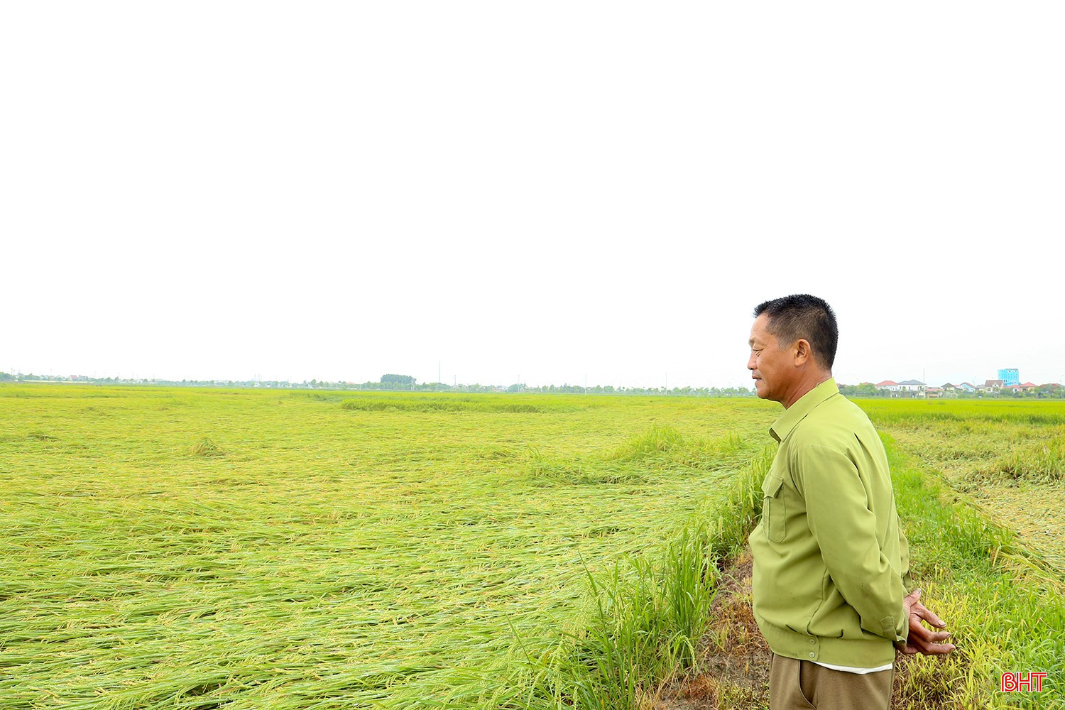 Mưa lớn kèm gió mạnh vào rạng sáng ngày 11/5 đã làm gần 7 ha lúa của gia đình ông Dương Công Kiểu (TDP Đồng Thanh, phường Đồng Môn, TP Hà Tĩnh) đang chuẩn bị bước vào kỳ thu hoạch ngã đổ. Nhìn ruộng lúa sau bao nhiêu công chăm sóc nay hư hỏng chỉ sau một đêm khiến ông Kiểu không khỏi chua xót.