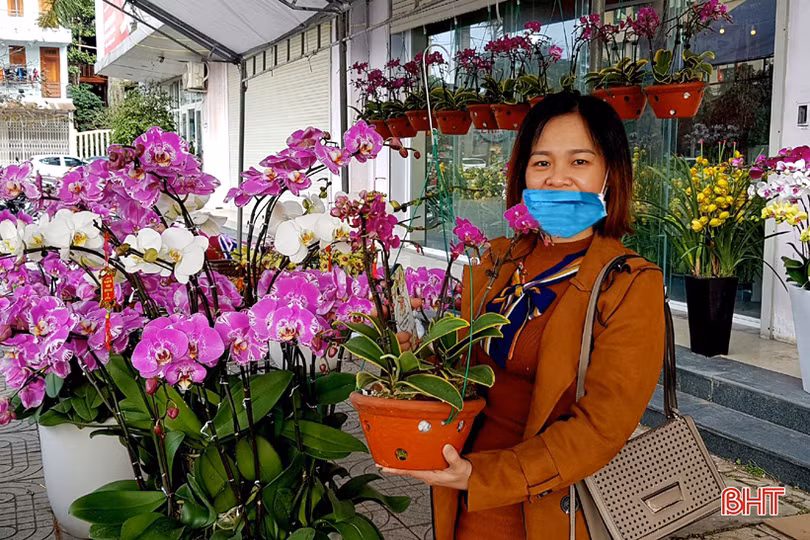 Hoa lan đa dạng phân khúc giá, “chiều lòng” mọi khách hàng