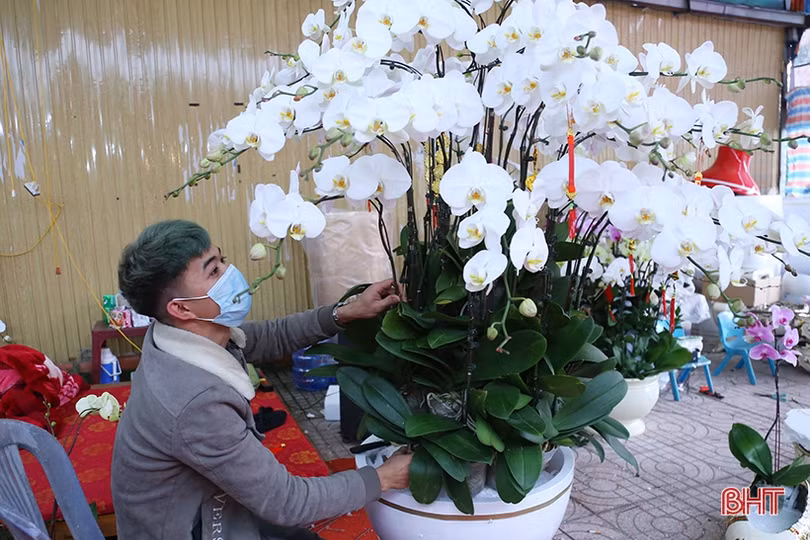 Muôn kiểu hoa lạ “đổ bộ” thị trường Hà Tĩnh
