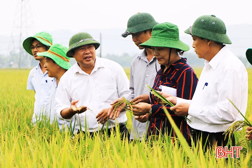 Gạo Xuyên Hương Hà Tĩnh - nâng tầm thương hiệu gạo Việt