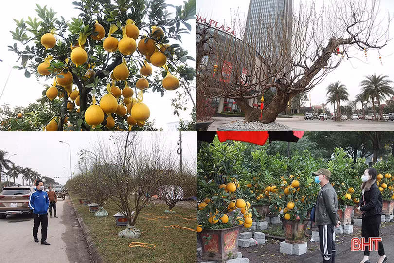 Thị trường cây cảnh tết ở Hà Tĩnh: Xuất hiện đào cổ thụ giá hàng chục triệu đồng