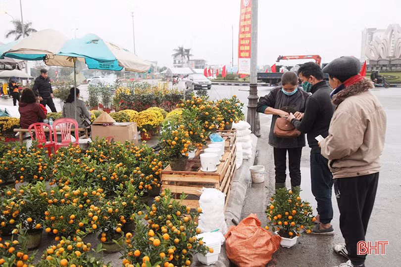 Thị trường cây cảnh tết ở Hà Tĩnh: Xuất hiện đào cổ thụ giá hàng chục triệu đồng
