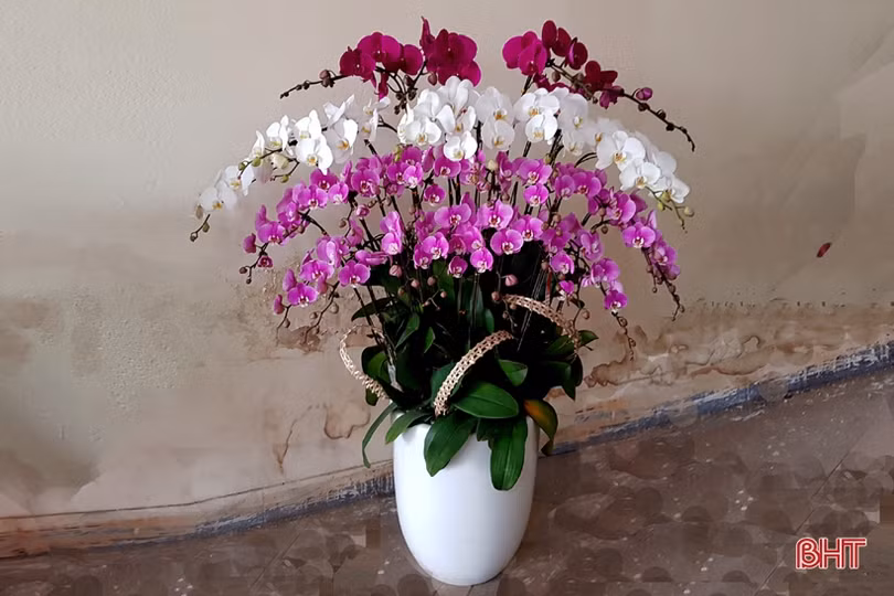 Hoa lan đa dạng phân khúc giá, “chiều lòng” mọi khách hàng
