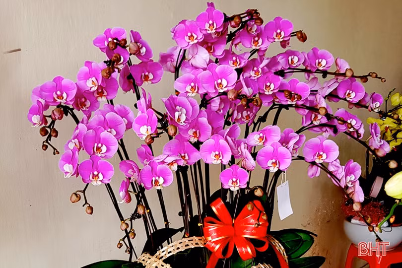 Hoa lan đa dạng phân khúc giá, “chiều lòng” mọi khách hàng
