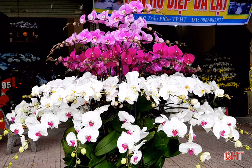 Hoa lan đa dạng phân khúc giá, “chiều lòng” mọi khách hàng