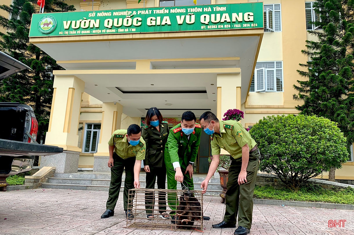 Những người giúp động vật hòa nhập với thiên nhiên ở Hà Tĩnh