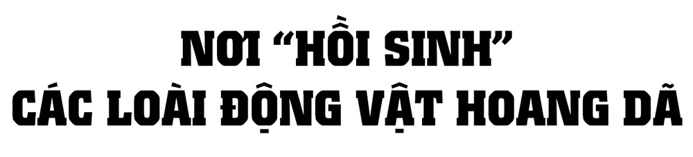 Những người giúp động vật hòa nhập với thiên nhiên ở Hà Tĩnh