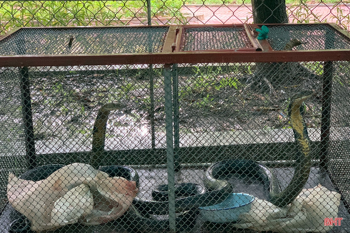 Những người giúp động vật hòa nhập với thiên nhiên ở Hà Tĩnh