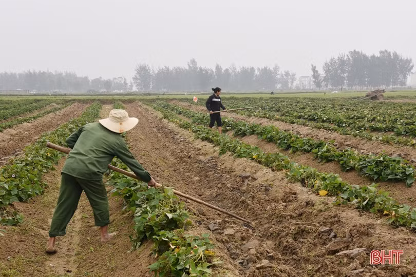 Lộc Hà đa dạng hóa cách thức sản xuất để giảm nghèo bền vững, cải thiện thu nhập
