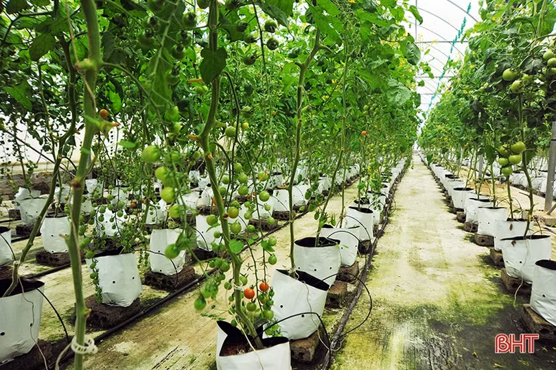Khoa học công nghệ mở hướng phát triển nông nghiệp hữu cơ