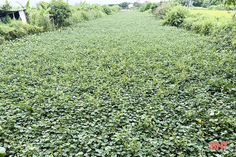 Nan giải việc xử lý bèo lục bình trên kênh nhà Lê ở Đức Thọ