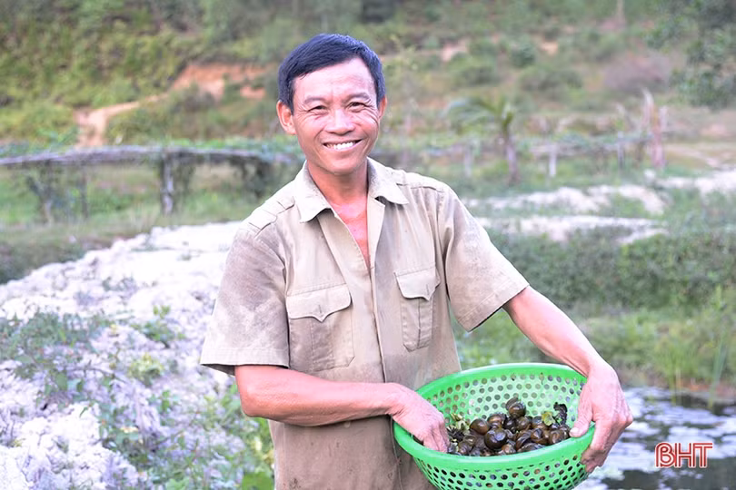 Đầu tư ít, lợi nhuận cao từ nuôi ốc bươu đen