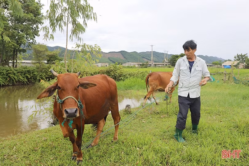 Giá bò hơi “rớt” mạnh, người chăn nuôi Hà Tĩnh thua lỗ 