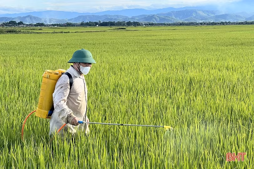 Sâu bệnh đồng loạt “xuất kích” hại lúa hè thu ở Hà Tĩnh