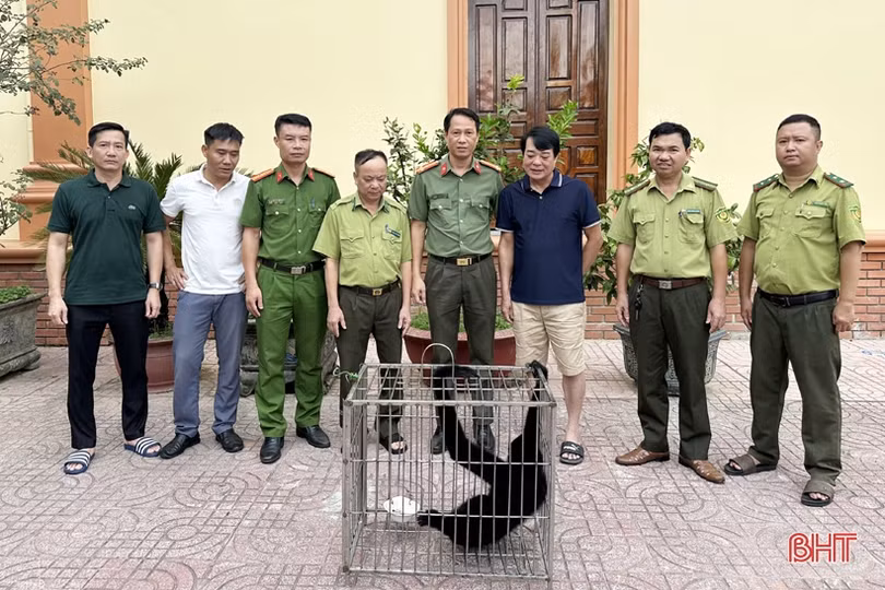 Phát hiện cá thể vượn đen má trắng quý hiếm 