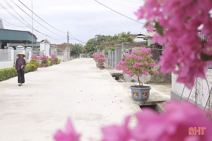 Hoa giấy nở tím miền quê nông thôn mới kiểu mẫu của Can Lộc