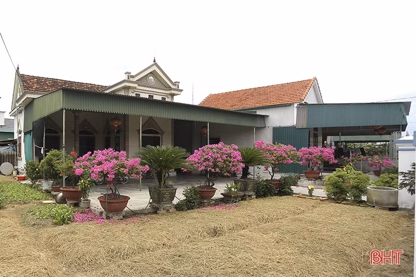 Hoa giấy nở tím miền quê nông thôn mới kiểu mẫu của Can Lộc