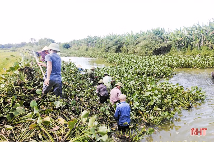 Nan giải việc xử lý bèo lục bình trên kênh nhà Lê ở Đức Thọ