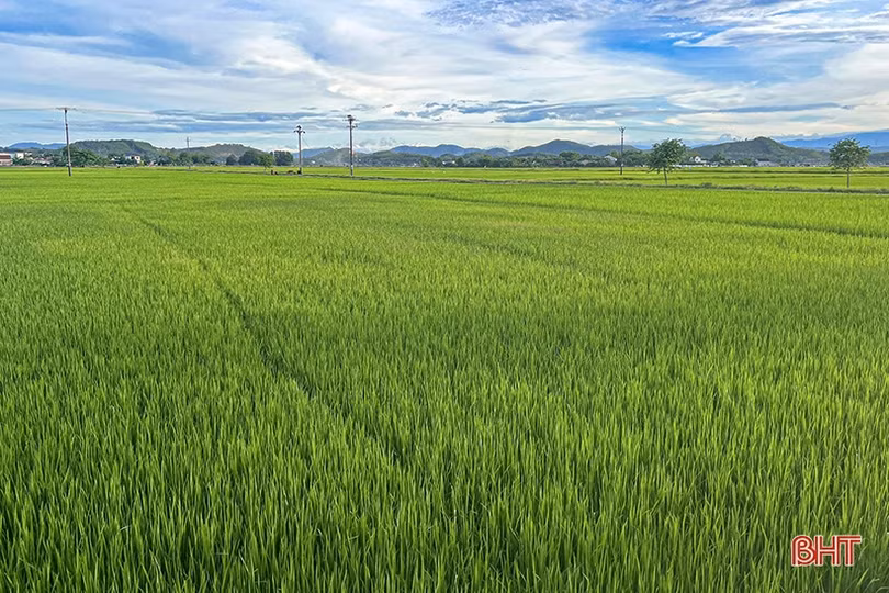 Sâu bệnh đồng loạt “xuất kích” hại lúa hè thu ở Hà Tĩnh