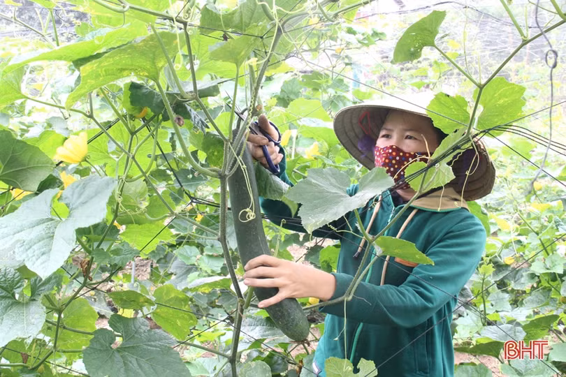 Người dân Hà Tĩnh nỗ lực duy trì lao động sản xuất 