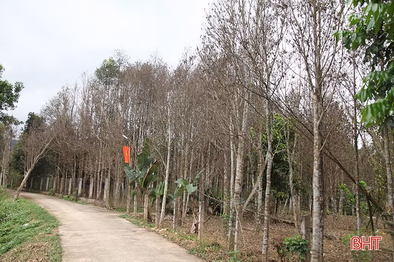Sâu ăn lá “tấn công” hàng trăm héc-ta dó trầm ở Hà Tĩnh