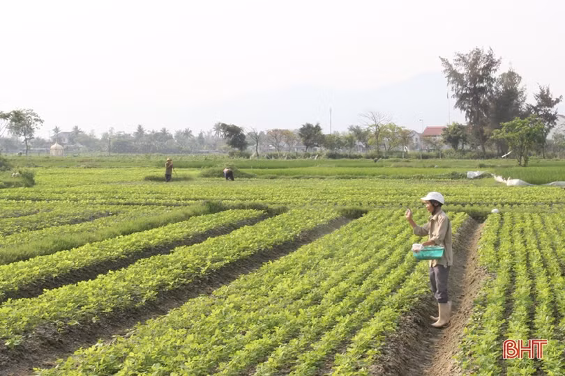 Người dân Hà Tĩnh nỗ lực duy trì lao động sản xuất 