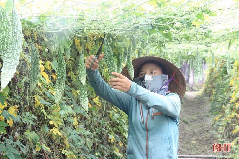 Ngắm vườn mẫu sum suê rau quả vào mùa thu hoạch trên những miền nông thôn mới Hà Tĩnh