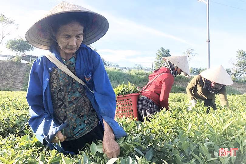 Nông dân huyện miền núi Hà Tĩnh kém vui khi chè “rớt” giá, năng suất giảm