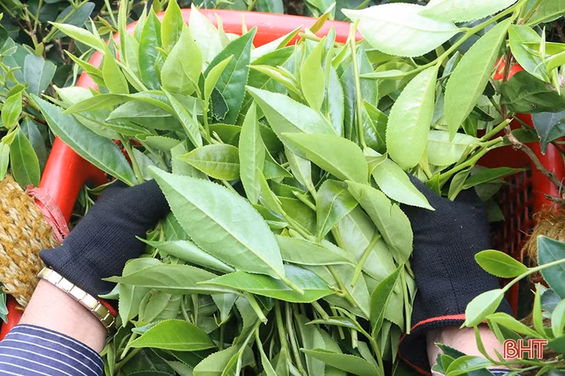 Nông dân huyện miền núi Hà Tĩnh kém vui khi chè “rớt” giá, năng suất giảm