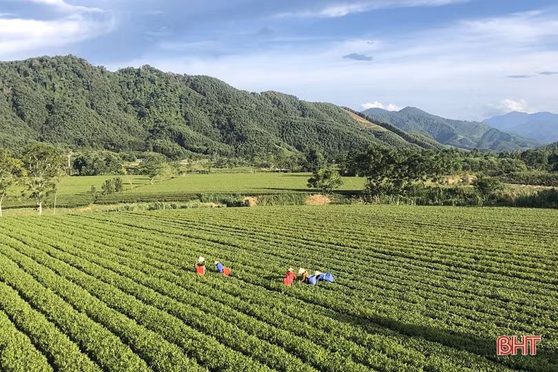 Nông dân huyện miền núi Hà Tĩnh kém vui khi chè “rớt” giá, năng suất giảm