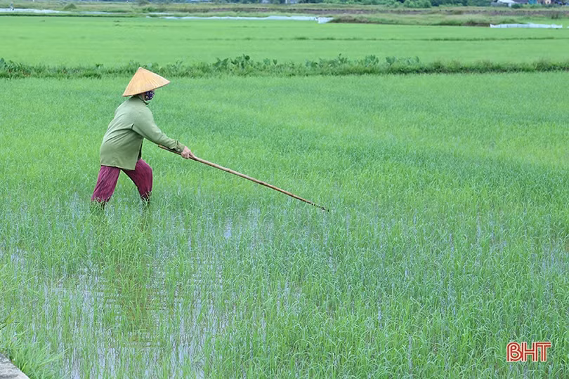 Sau mưa, nông dân Hà Tĩnh xuống đồng tỉa dặm lúa hè thu