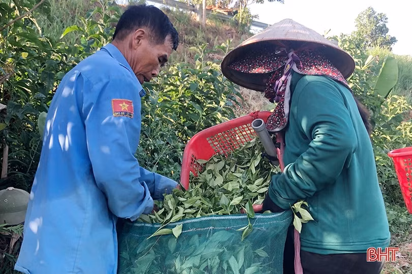 Nông dân huyện miền núi Hà Tĩnh kém vui khi chè “rớt” giá, năng suất giảm