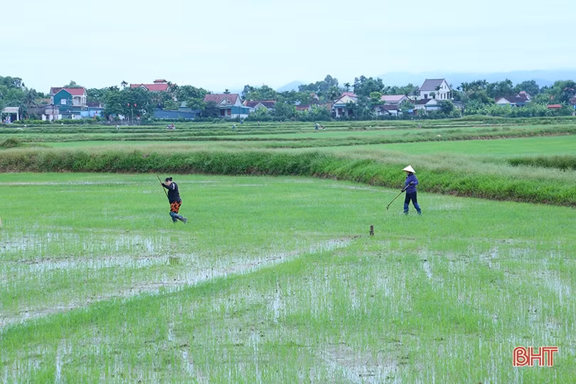 Sau mưa, nông dân Hà Tĩnh xuống đồng tỉa dặm lúa hè thu