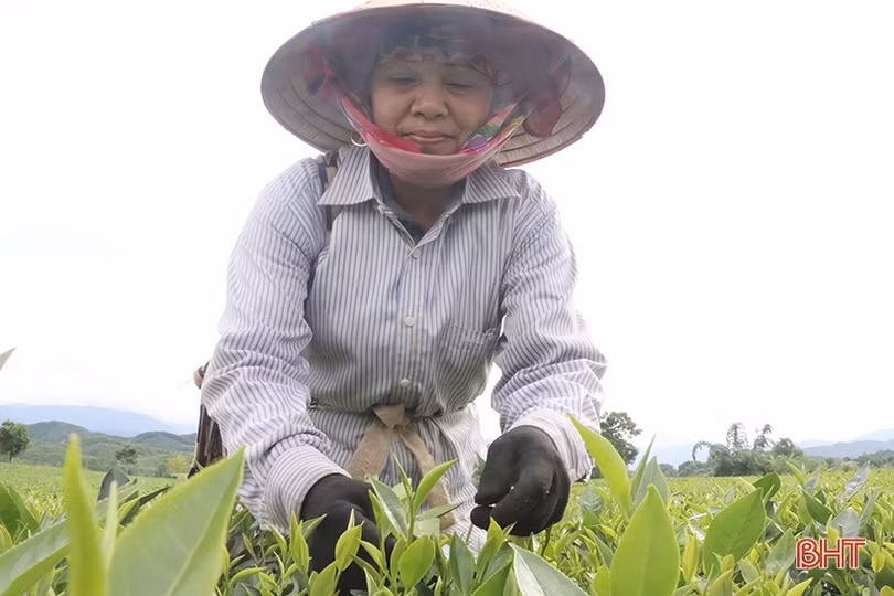 Nông dân huyện miền núi Hà Tĩnh kém vui khi chè “rớt” giá, năng suất giảm