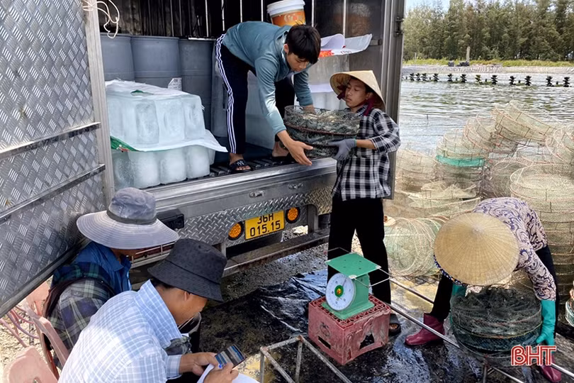 Nuôi tôm thâm canh 2 giai đoạn ở Nghi Xuân, lợi nhuận hơn 2 tỷ đồng