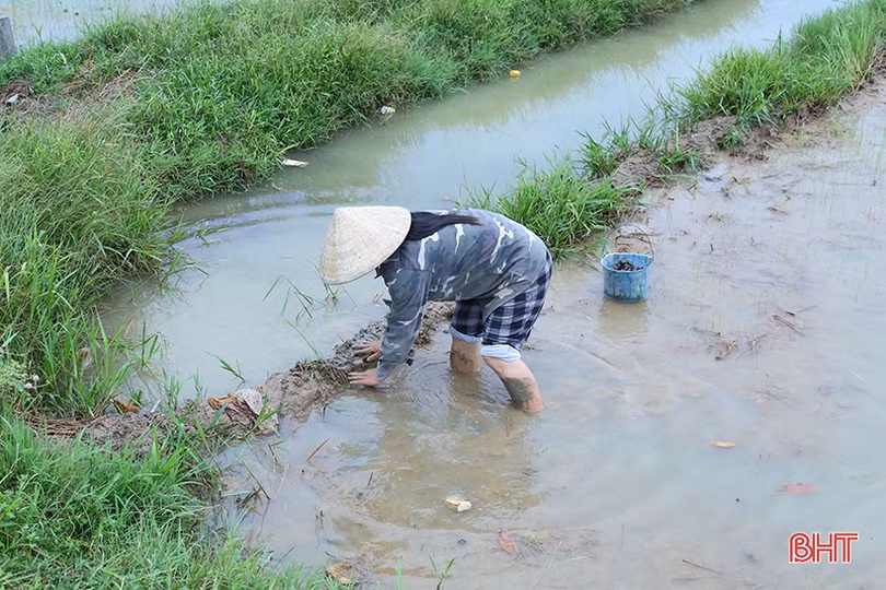 Sau mưa, nông dân Hà Tĩnh xuống đồng tỉa dặm lúa hè thu