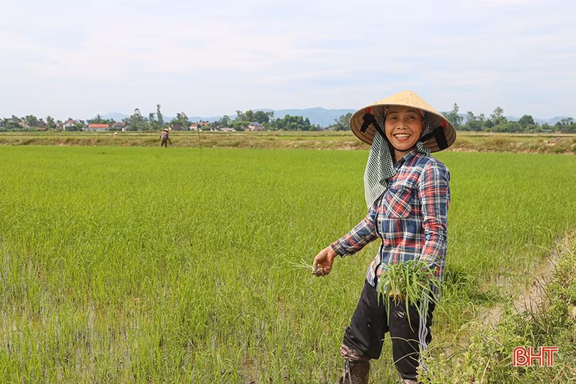 Nông dân Hà Tĩnh vào đợt tỉa dặm, chăm sóc lúa hè thu