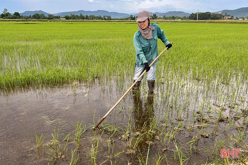 Nông dân Hà Tĩnh vào đợt tỉa dặm, chăm sóc lúa hè thu