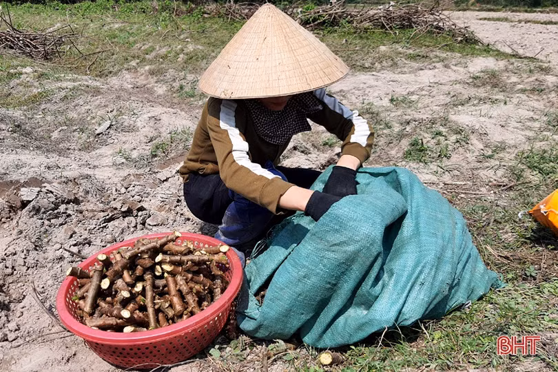 Thăng trầm cây sắn công nghiệp ở vùng thượng Kỳ Anh (Bài 2): Cần chính sách mạnh hơn để kích hoạt chuỗi liên kết