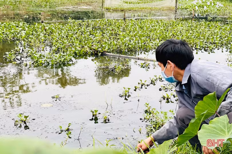 Chàng thanh niên Hà Tĩnh thôi lao động ở nước ngoài về quê nuôi ốc nhồi 