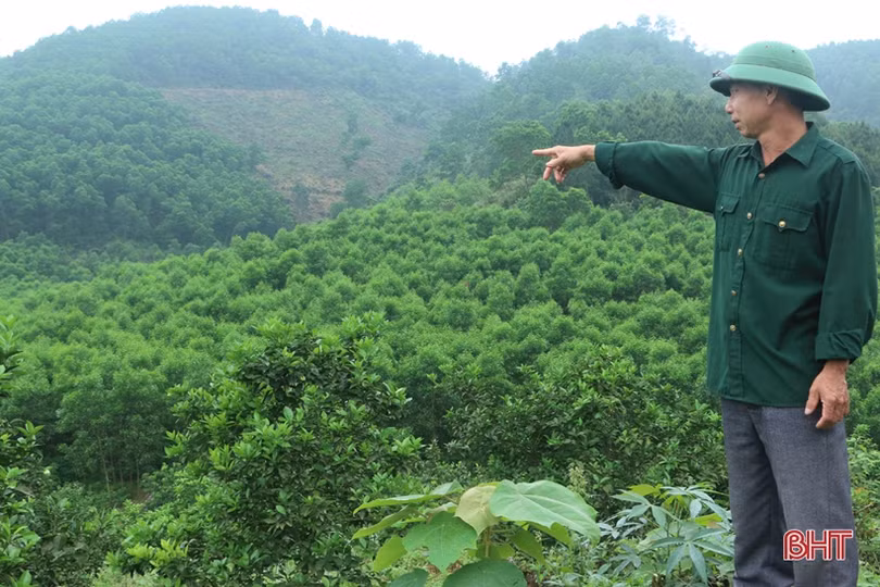 Nông dân Vũ Quang ổn định cuộc sống nhờ trồng rừng