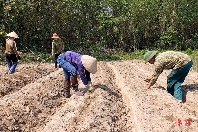 Thăng trầm cây sắn công nghiệp ở vùng thượng Kỳ Anh (Bài 2): Cần chính sách mạnh hơn để kích hoạt chuỗi liên kết