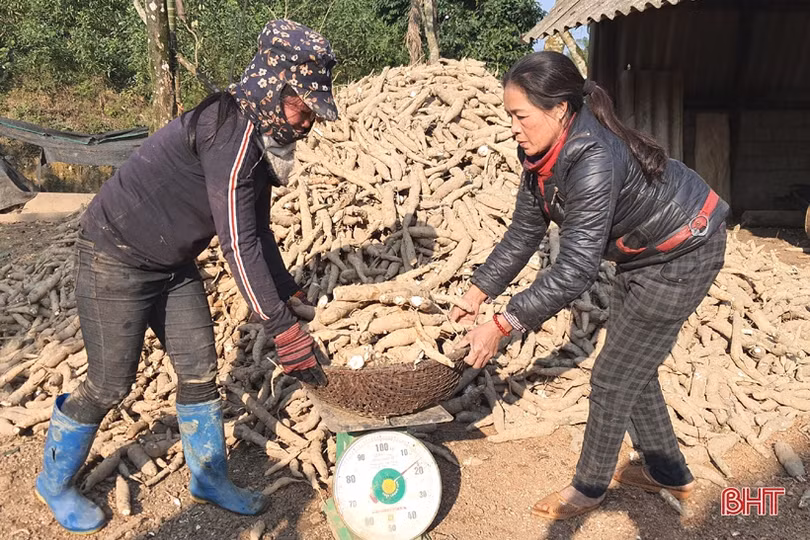 Thăng trầm cây sắn công nghiệp ở vùng thượng Kỳ Anh (bài 1): Hơn một thập kỷ liên kết sản xuất, vùng nguyên liệu sắn vẫn chưa bền vững