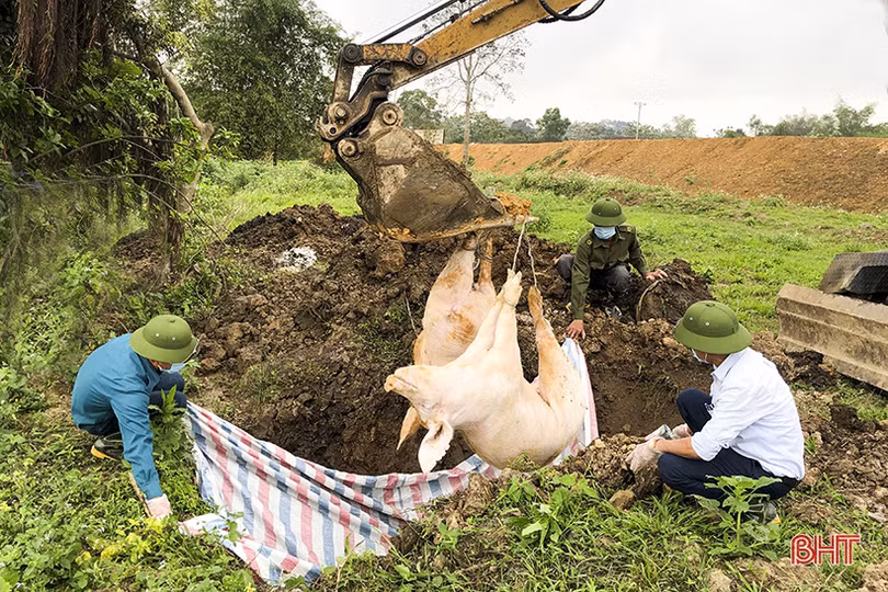 Dịch tả lợn châu Phi “tấn công” Đức Thọ