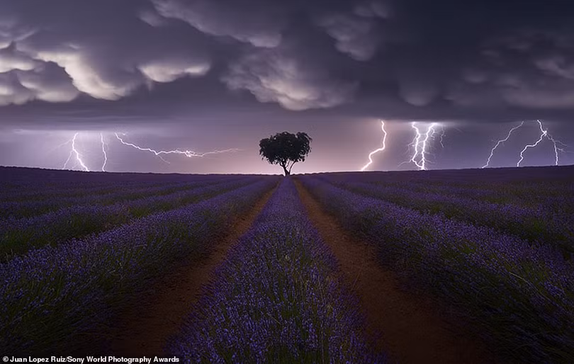 Nhiếp ảnh gia Việt Nam đoạt giải tại Sony World Photography Awards 2021