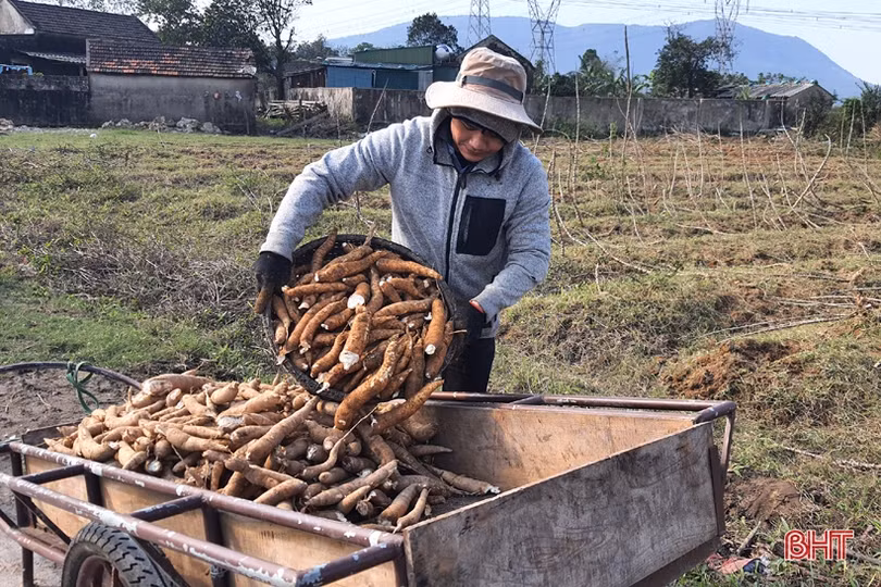 Thăng trầm cây sắn công nghiệp ở vùng thượng Kỳ Anh (Bài 2): Cần chính sách mạnh hơn để kích hoạt chuỗi liên kết