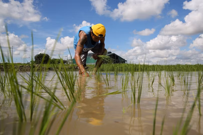Thiếu gạo, giá tăng đe dọa an ninh lương thực toàn cầu