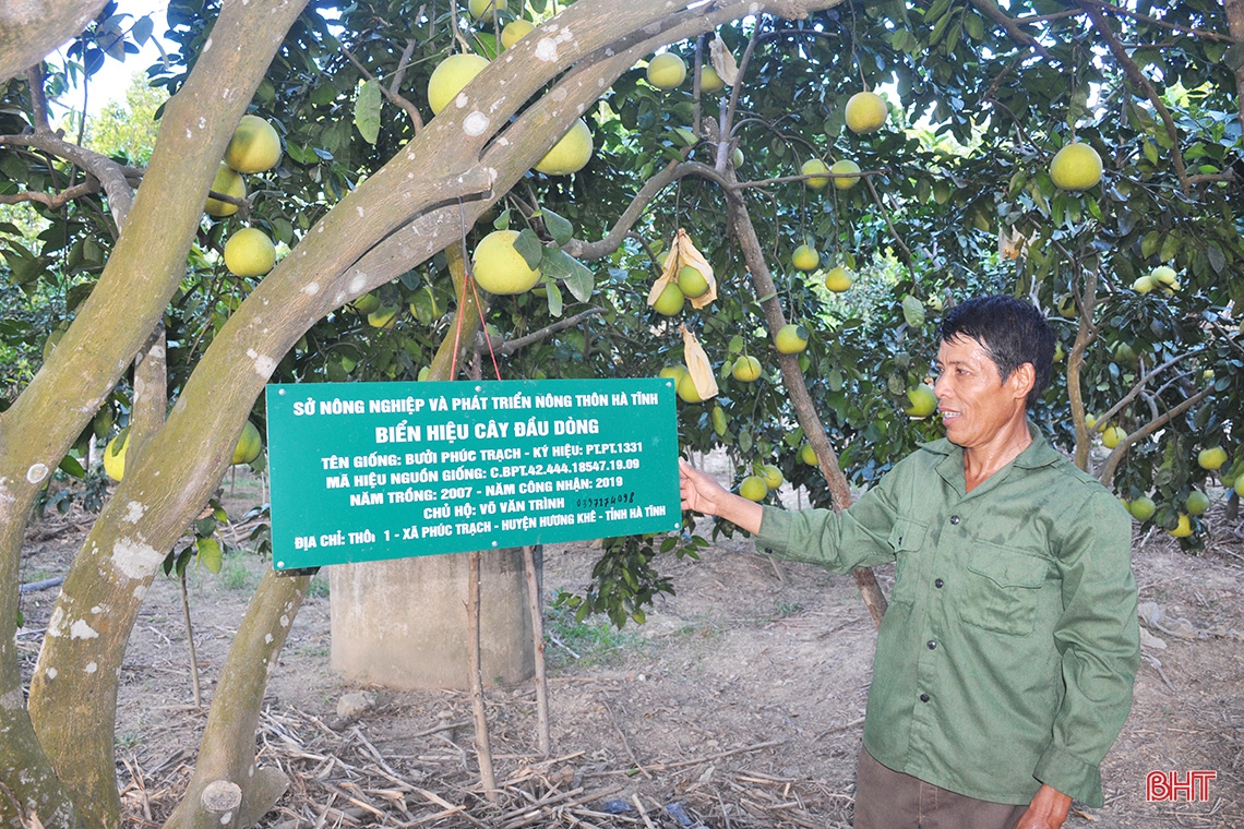 Hương Khê mùa bưởi chín...