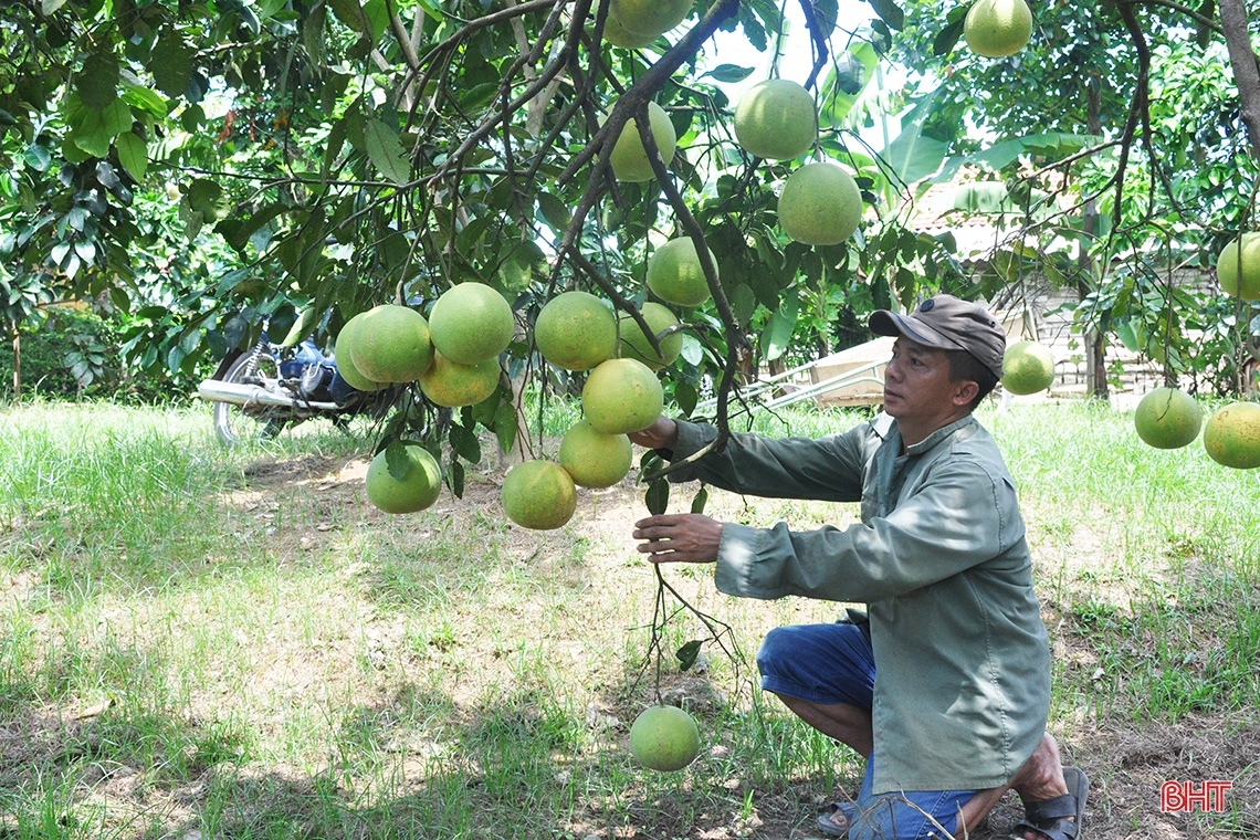 Hương Khê mùa bưởi chín...